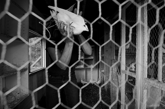 HomingPigeons-01-4