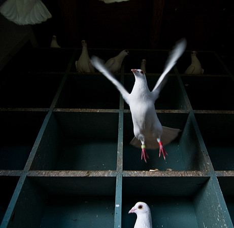 HomingPigeons-01-3