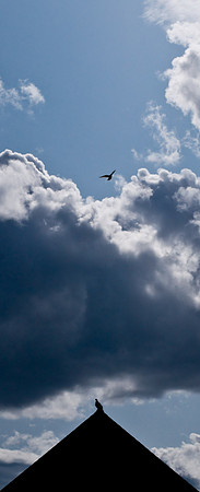 HomingPigeons-01-2