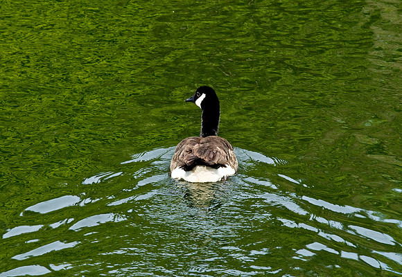 Dont Trust A Goose